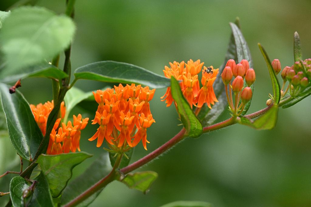 2025-07029301 Broadmoor Wildlife Sanctuary, MA.JPG - Orange Milkweed, Butterfly Weed.  Broadmoor Wildlife Sanctuary, MA, 7-2-2025